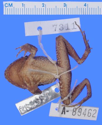 Media type: image; Herpetology A-89462